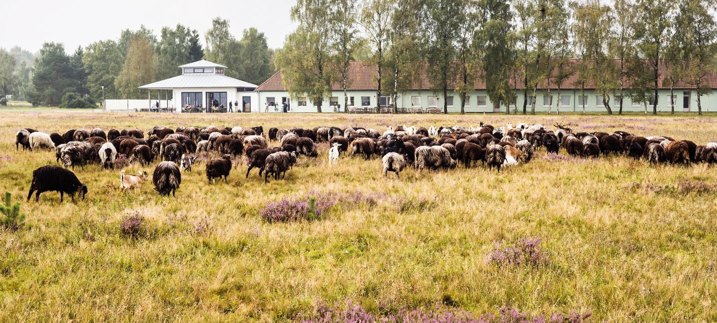 Hotelcamp Reinsehlen | Schneverdingen | 1
