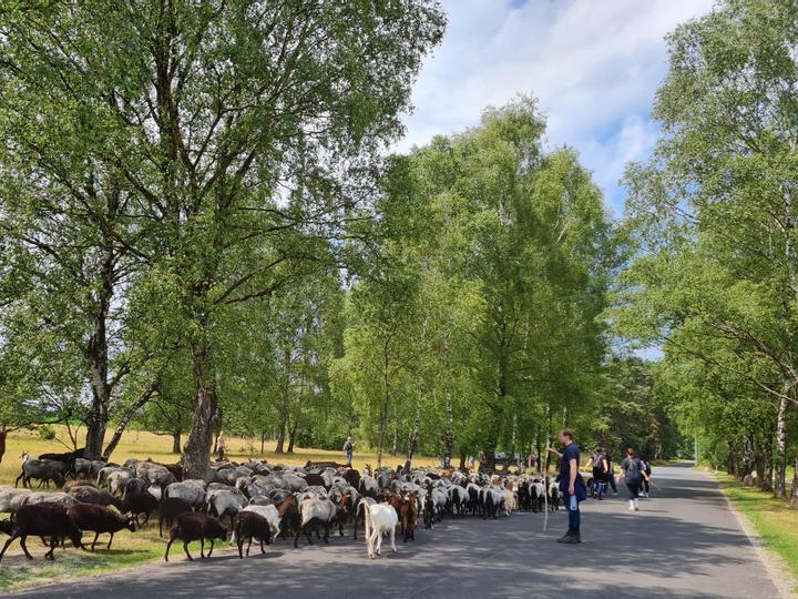 Hotelcamp Reinsehlen | Schneverdingen | 6