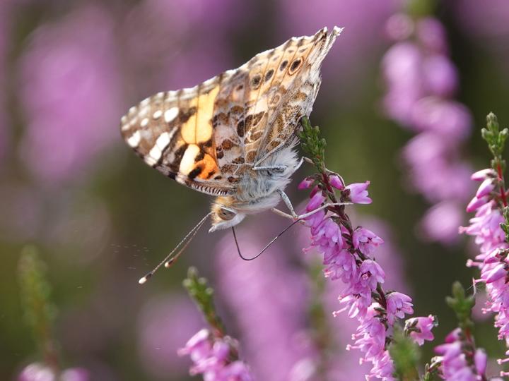 Hotelcamp Reinsehlen | Schneverdingen | 5