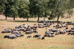 Hotelcamp Reinsehlen | Schneverdingen | Heidschnucken grasen