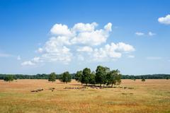 Hotelcamp Reinsehlen | Schneverdingen | Gallery Hotel & Rooms 13