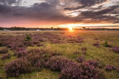 Hotelcamp Reinsehlen | Schneverdingen | Sonnenuntergang mit blühender Heide