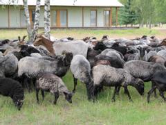 Hotelcamp Reinsehlen | Schneverdingen | Gallery Hotel & Rooms 8