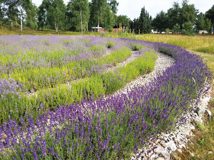 Hotelcamp Reinsehlen | Schneverdingen | 12