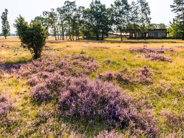 Hotelcamp Reinsehlen | Schneverdingen | 1