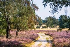 Hotelcamp Reinsehlen | Schneverdingen | Gallery Hotel & Rooms 7