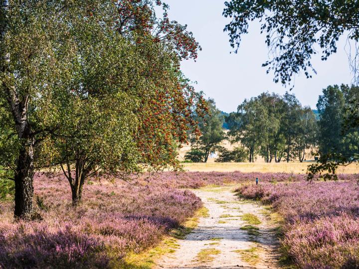 Hotelcamp Reinsehlen | Schneverdingen | 3