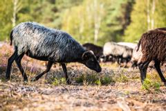 Hotelcamp Reinsehlen | Schneverdingen | Schnucken grasen in der Heide