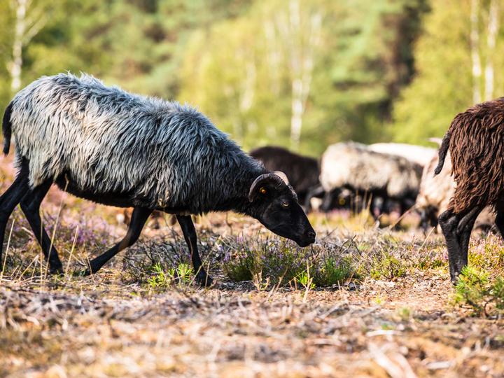 Hotelcamp Reinsehlen | Schneverdingen | 4