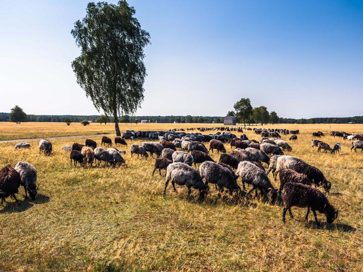 Hotelcamp Reinsehlen | Schneverdingen | 13