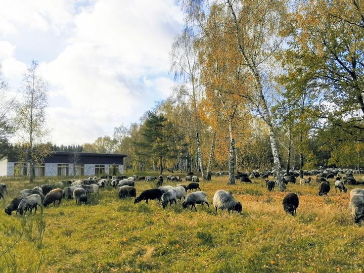 Hotelcamp Reinsehlen | Schneverdingen | 2