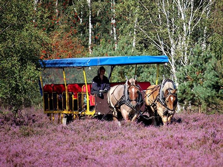 Hotelcamp Reinsehlen | Schneverdingen | 8