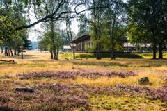 Hotelcamp Reinsehlen | Schneverdingen | Baumgruppe um die Lodge-Zimmer