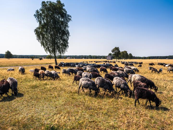 Hotelcamp Reinsehlen | Schneverdingen | 12