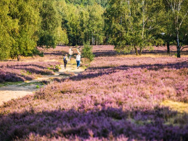 Hotelcamp Reinsehlen | Schneverdingen | 3