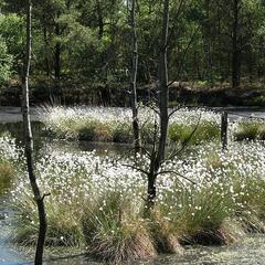 Hotelcamp Reinsehlen | Schneverdingen | Gallery Hotel & Rooms 20