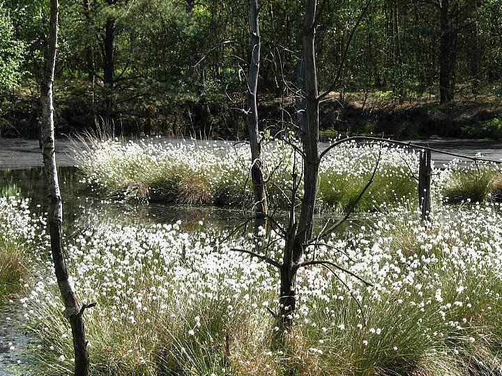 Hotelcamp Reinsehlen | Schneverdingen | 1